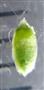  Male bract